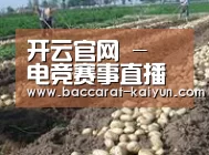 种植基地七(图1)
