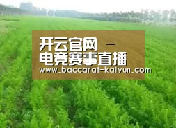 种植基地四