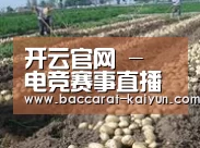种植基地八